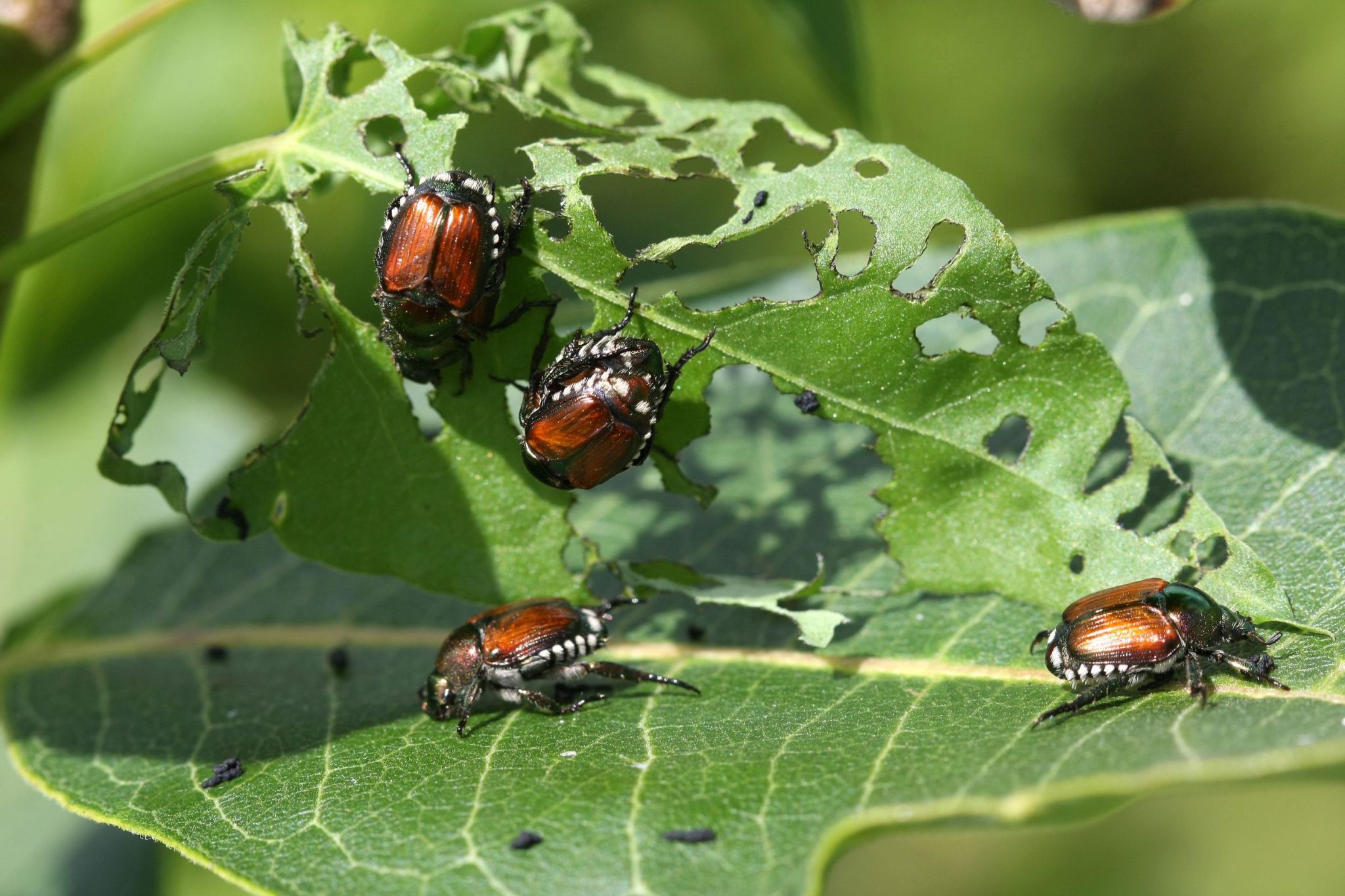 The Surprising Predators of Japanese Beetles: A Closer Look - Switch ...